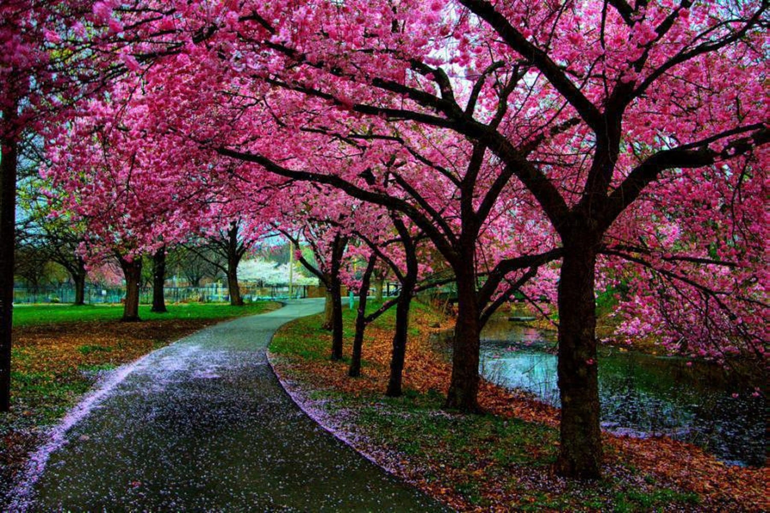 Spring Collection